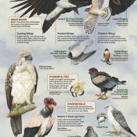 The Wonderful World of Raptors